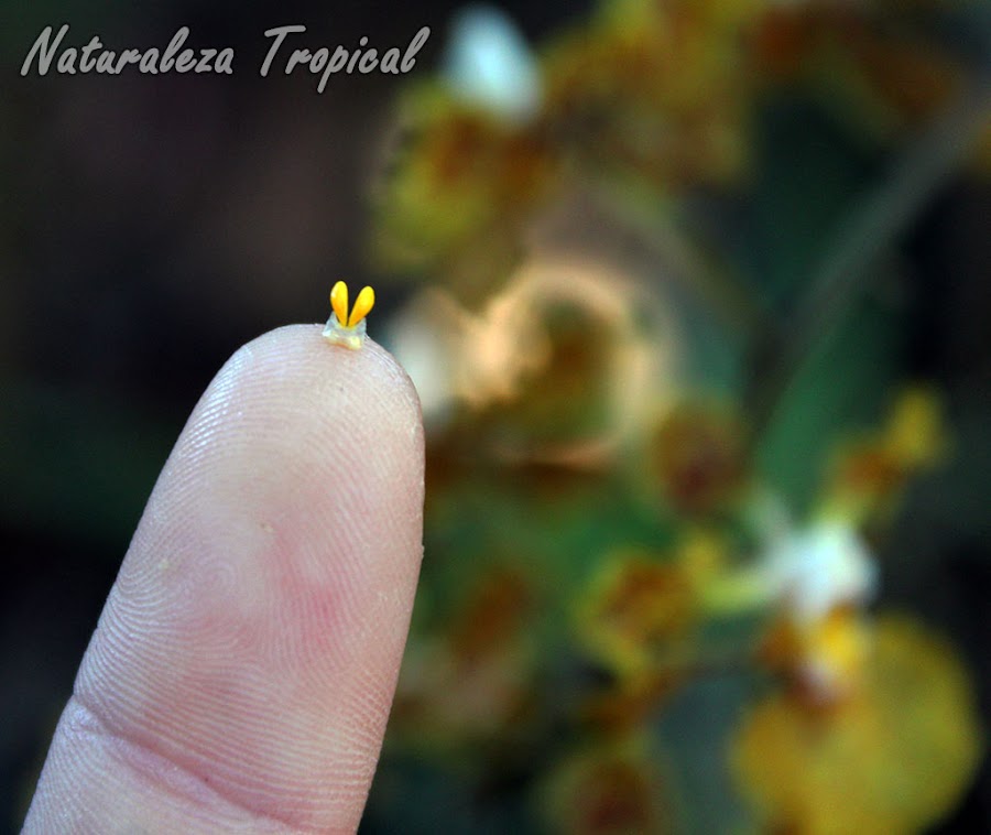Polinias de la orquídea Trichocentrum undulatum adheridas a la yema de un dedo