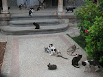 Cats on the Front Porch