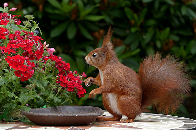 animal pictures animal pictures