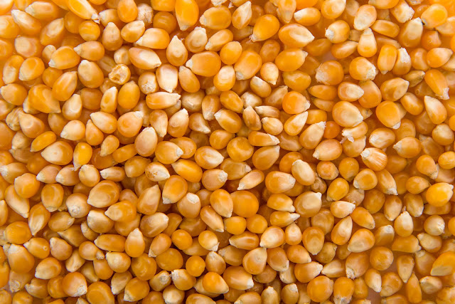 granos de maíz para palomitas
