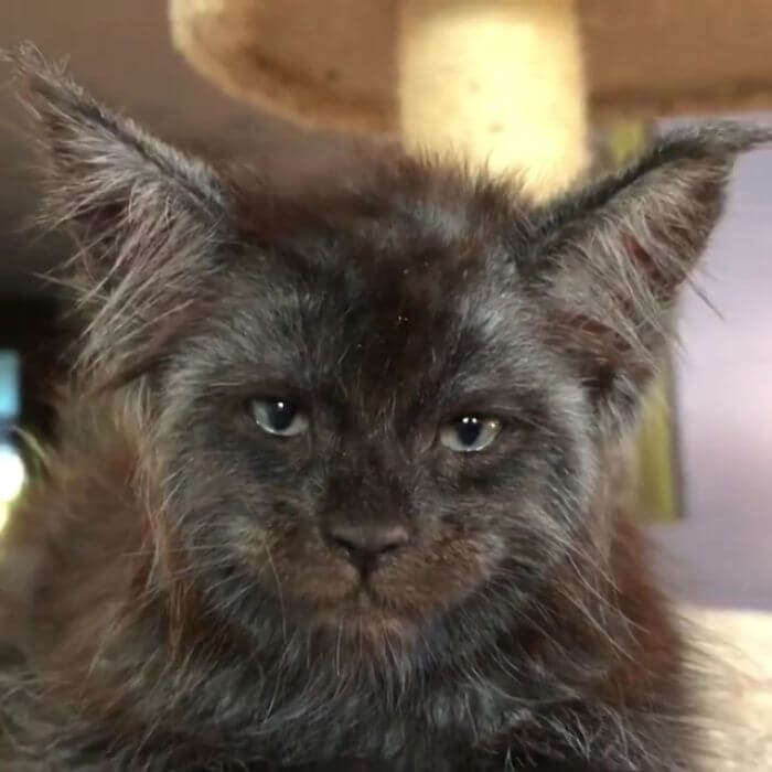 This Cat's Human-Looking Face Can't Be Unseen This Cat's Human-Looking Face Can't Be Unseen