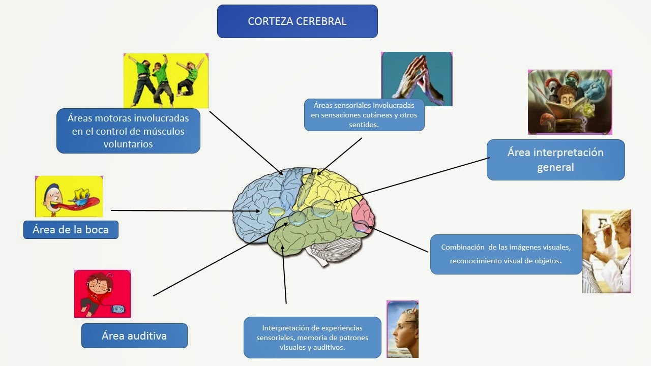 Fisiología básica de alejandra sandoval: mapa híbrido corteza cerebral