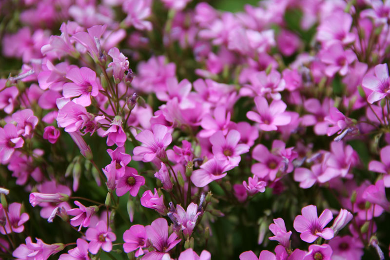 Out in the Back Yard Arkansas in bloom