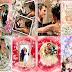 9 DVDs portadas BODAS plantillas psd