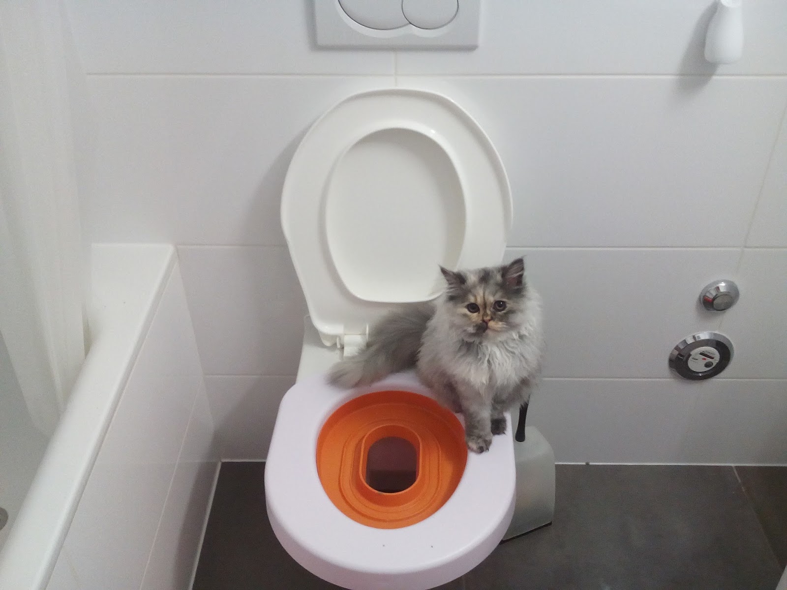 Litter Kwitter Toilet Training Lee Start of Amber Stage
