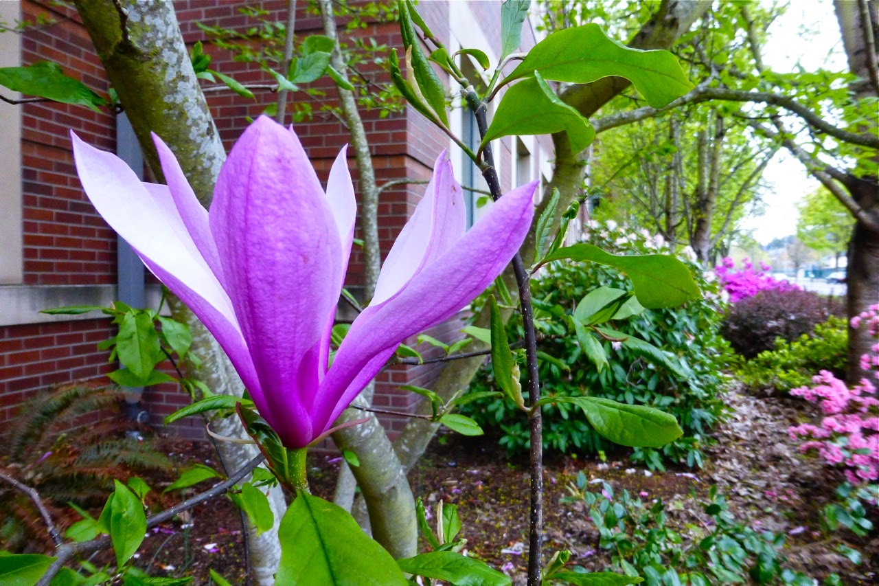 spring, magnolia, campus stroll, spring 2015, magnolia flower, magnolia blossom