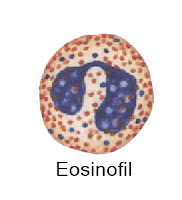 gambar eosinofil