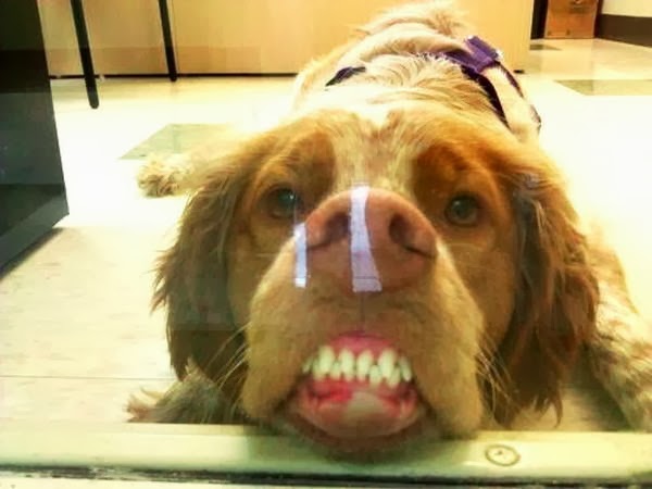 Cute dogs - part 11 (50 pics), dog sticks his nose to door glass