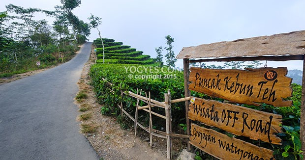 wonderful of Indonesia: kebun teh nglinggo kulonprogo