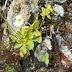 Rare carnivorous flower of Pinguicula discovered in Librazhd