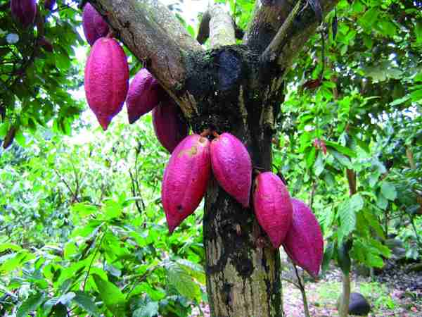 pianta del cacao