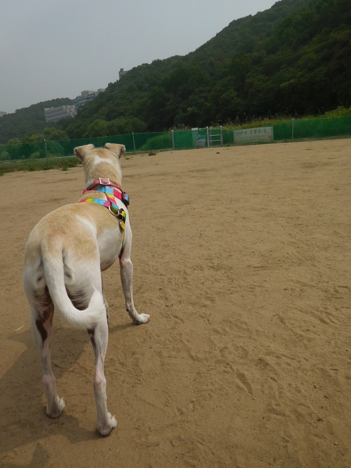 Happy Goes to Korean Dog Park!