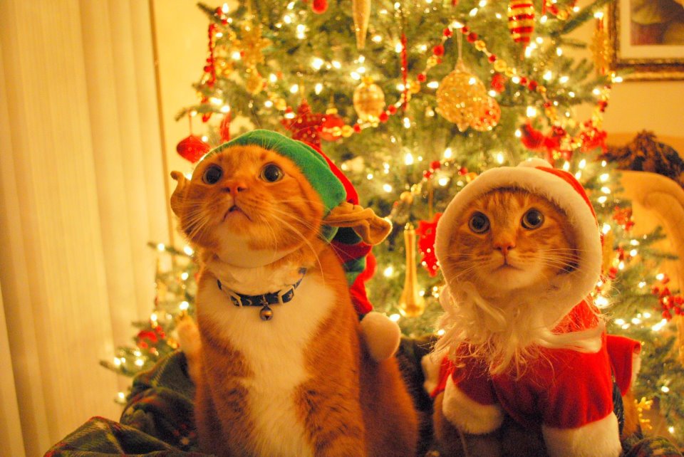 20 funny Christmas animals pictures , cats in Santa Claus and elf 