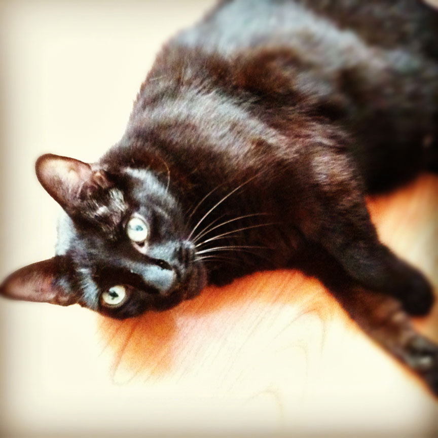 How To Wean Cats Off Wet Food How To Wean Cats Off Wet Food