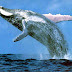 10 of the Most Amazing Facts About Whales
