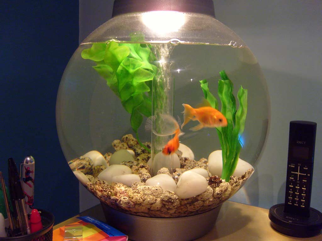 Кого можно держать в аквариуме. Круглый аквариум с рыбками. Аквариум маленький круглый. Золотая рыбка в круглом аквариуме. Маленькие рыбки для аквариума.