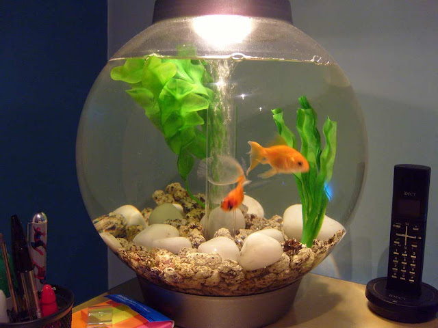 Fish Bowl Decorations Ideas - Elitflat Fish Bowl Decorations Ideas - Elitflat
