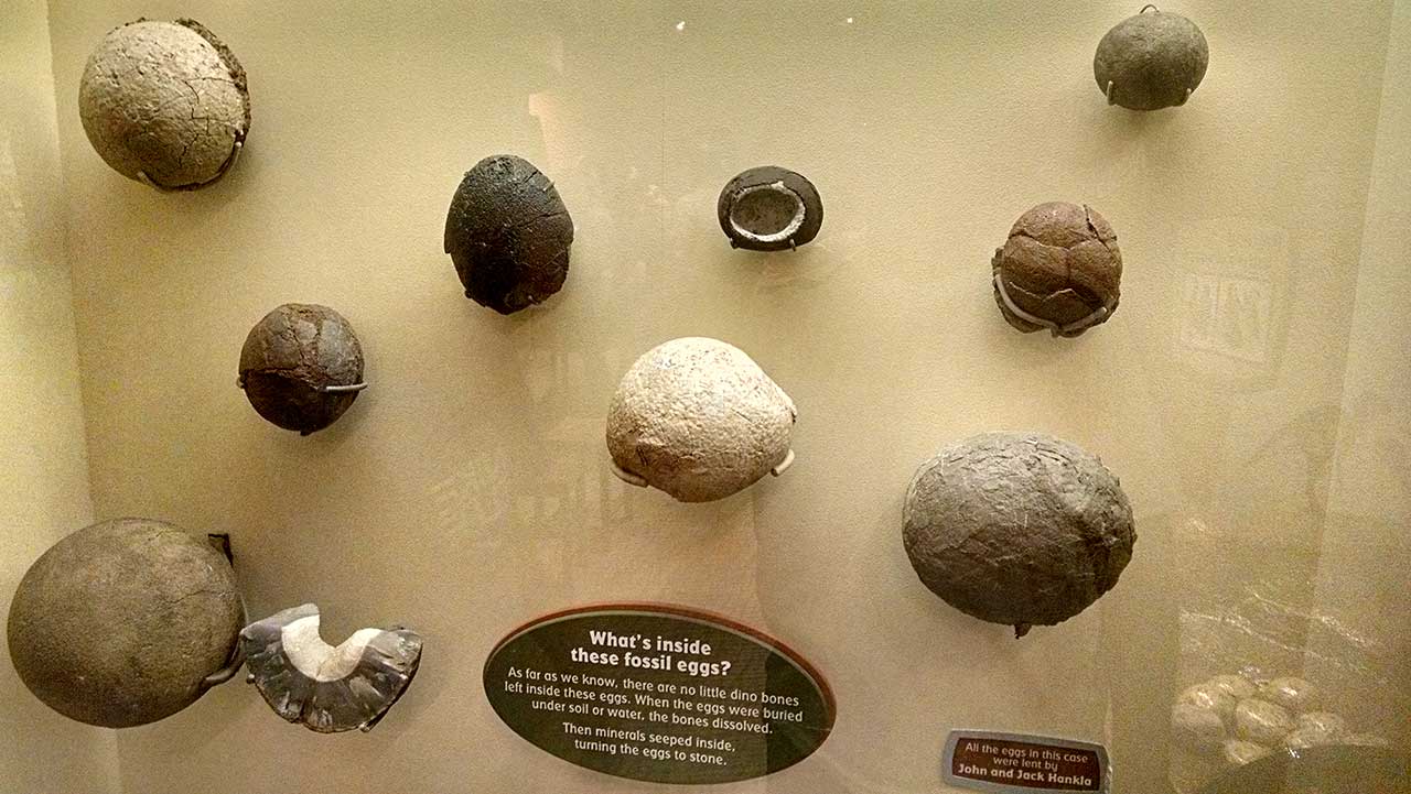 Dinosaur Egg Fossils