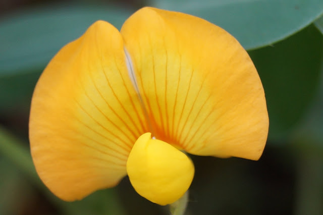Flor del cacahuete