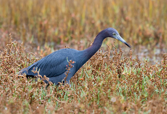 Little Blue Heron Little Blue Heron