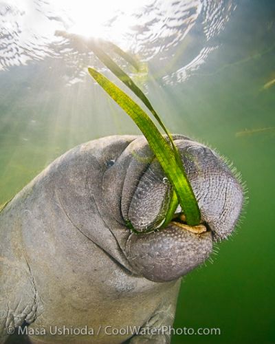Benefits of Climate Change? Projected effects on the West Indian