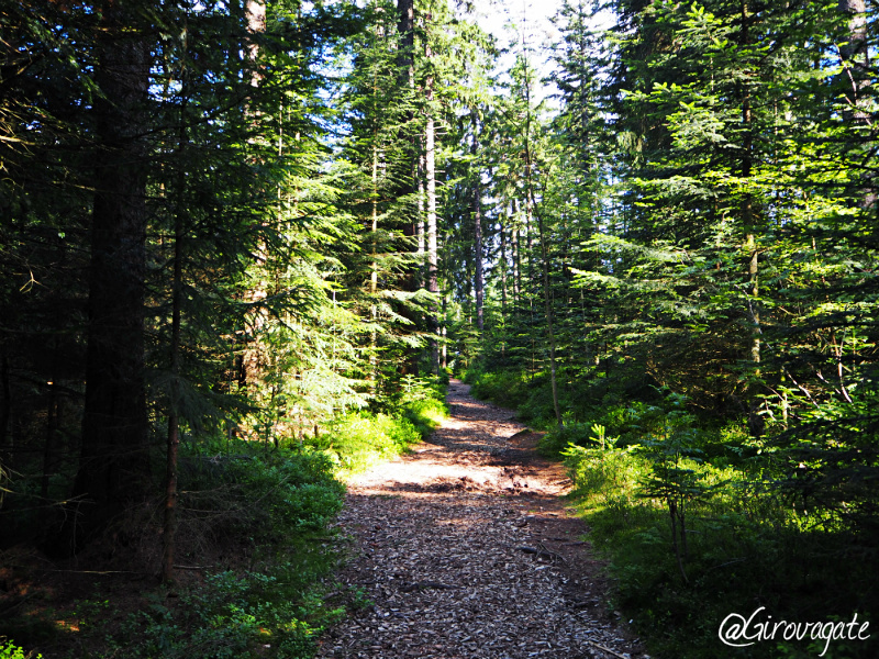 foresta nera schwarzwald