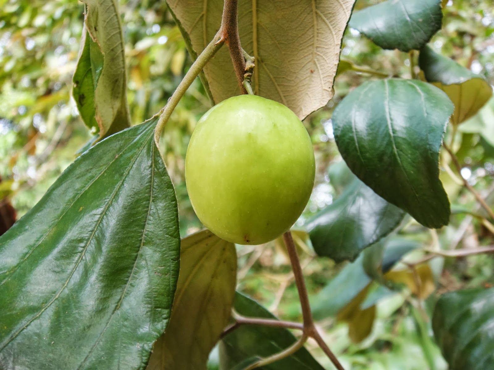 Яблоко шри ланка. Green Apple Sri Lanka.