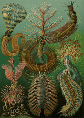 Ernest Haeckel chart, sea life