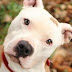 Pitbull terrier: Informacíon,caracter,educacíon