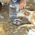 Exhorta Ecología a denunciar maltrato animal