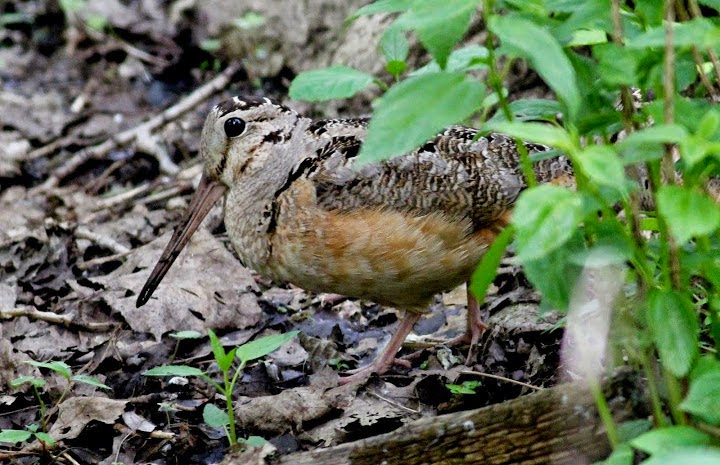 Piedmont Birding : Courtship and Nesting has Begun