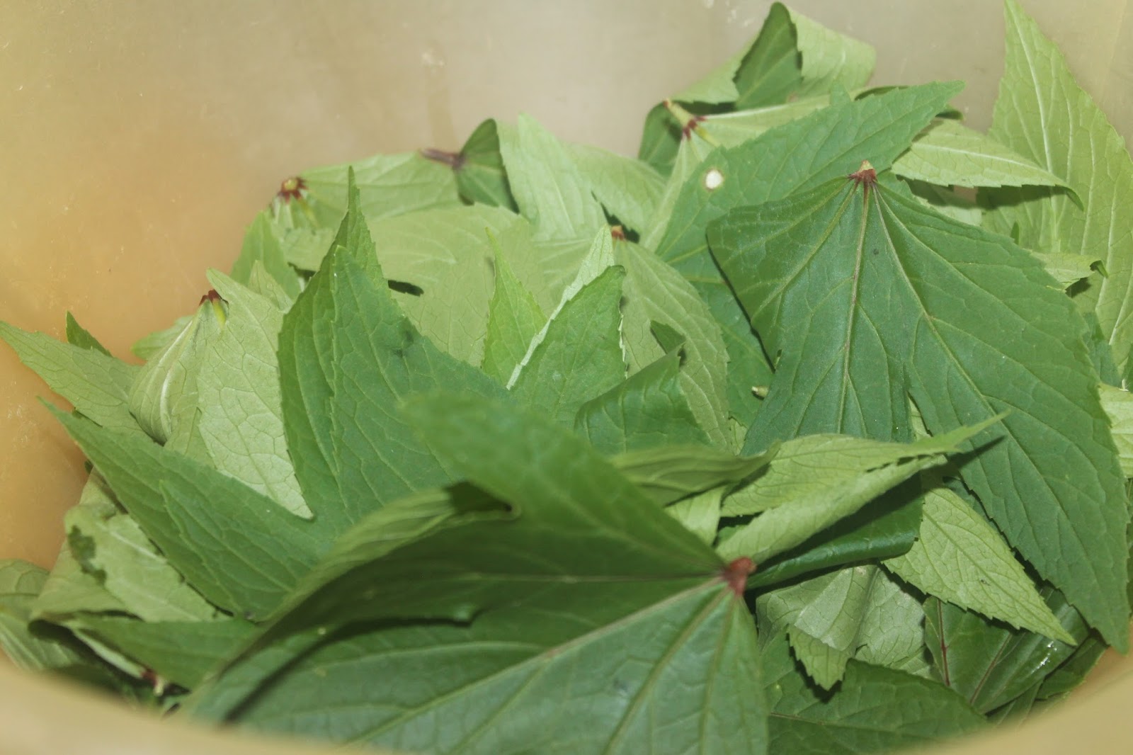 VineelaSiva Gongura Pappu/Sorrel Leaves Dal