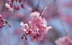 flower sakura pink unique