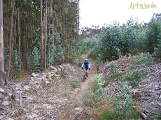Tramo de bosque de eucaliptos