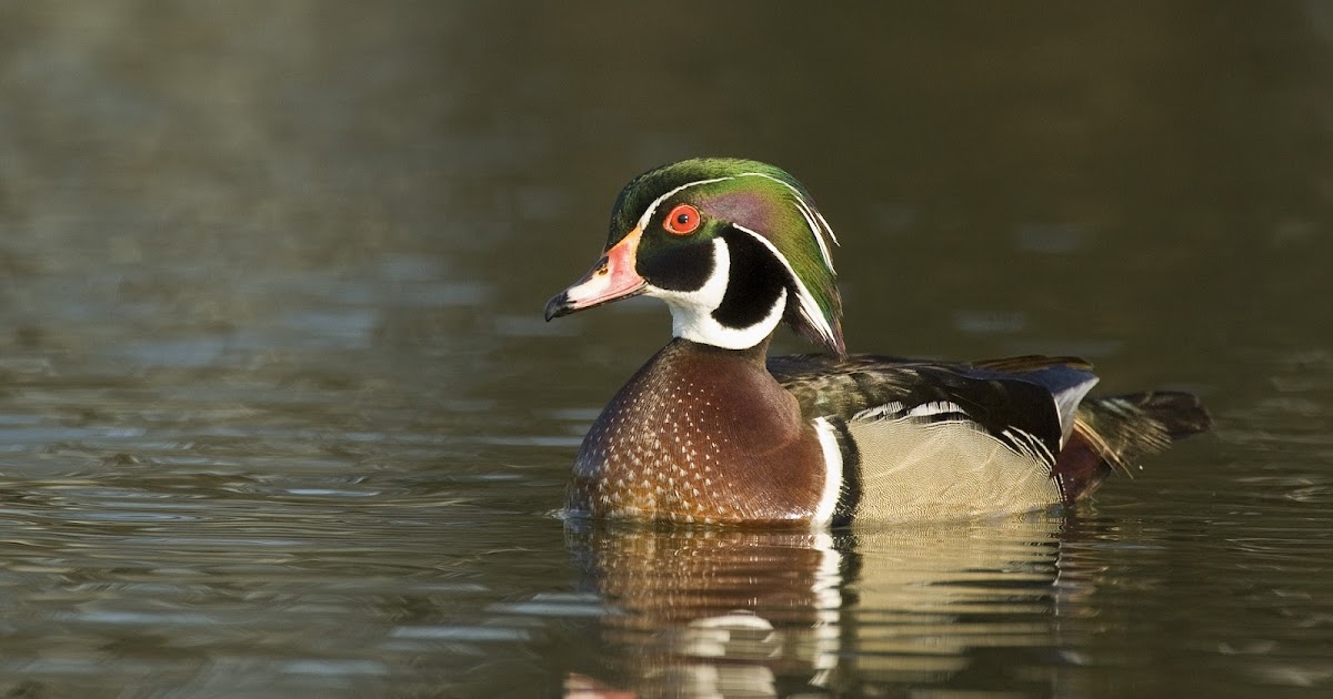 How do ducks float? Why do ducks float?