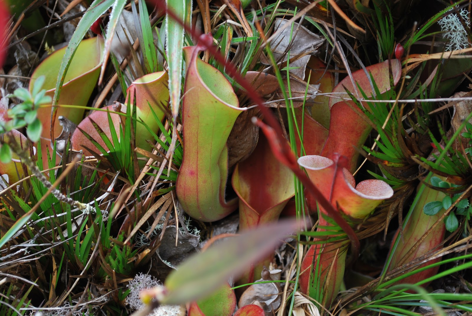 Humboldtina Venezuela Heliamphora nutans eine karnivore Pflanze