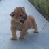 Ревът на един бъдещ цар на животните (видео)