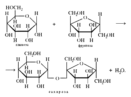 С чем реагирует фруктоза. Схема синтеза сахарозы. Схема образования сахарозы. Получение сахарозы реакция. Уравнение реакции образования сахарозы.