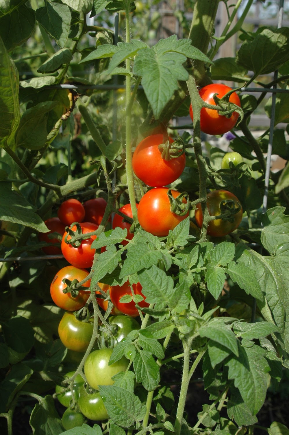 Roche Fleurie Garden Heirloom Tomato Review