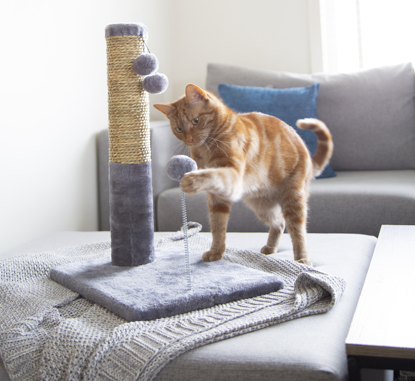 Happy Tails launches pet accessories for Cats Australian Cat Lover