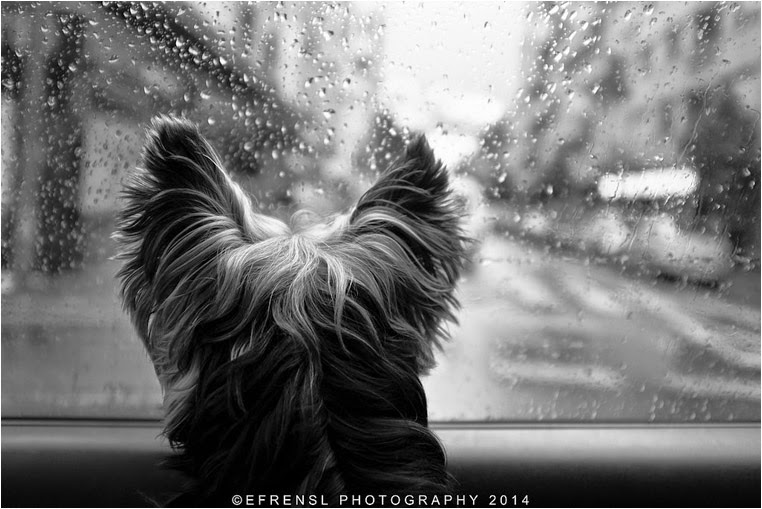 amateur photographers, Best Photo of the Day in Emphoka by Efren Sanchez, https://flic.kr/p/noDFqz amateur photographers, Best Photo of the Day in Emphoka by Efren Sanchez, https://flic.kr/p/noDFqz