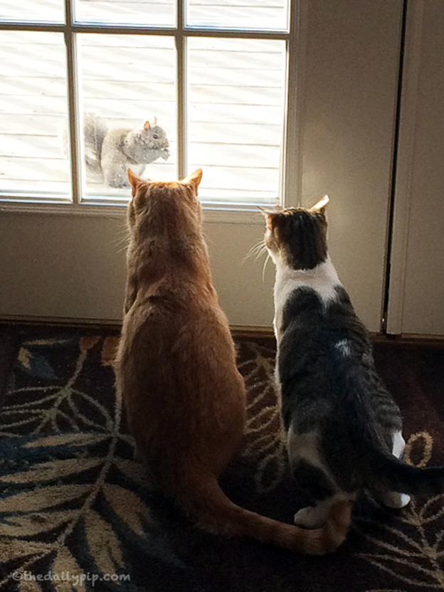 adopting a cat with three legs special needs cat adoption, feline friendship