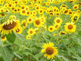 field, flowers, sunflowers
