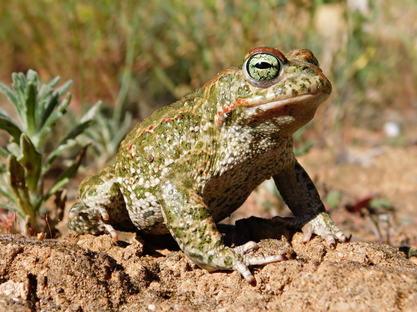 (Paleo-)Herpetolog\u00eda: Herp Trip - Rescatando anfibios y reptiles por el Bajo Vinalop\u00f3 y la Vega ...