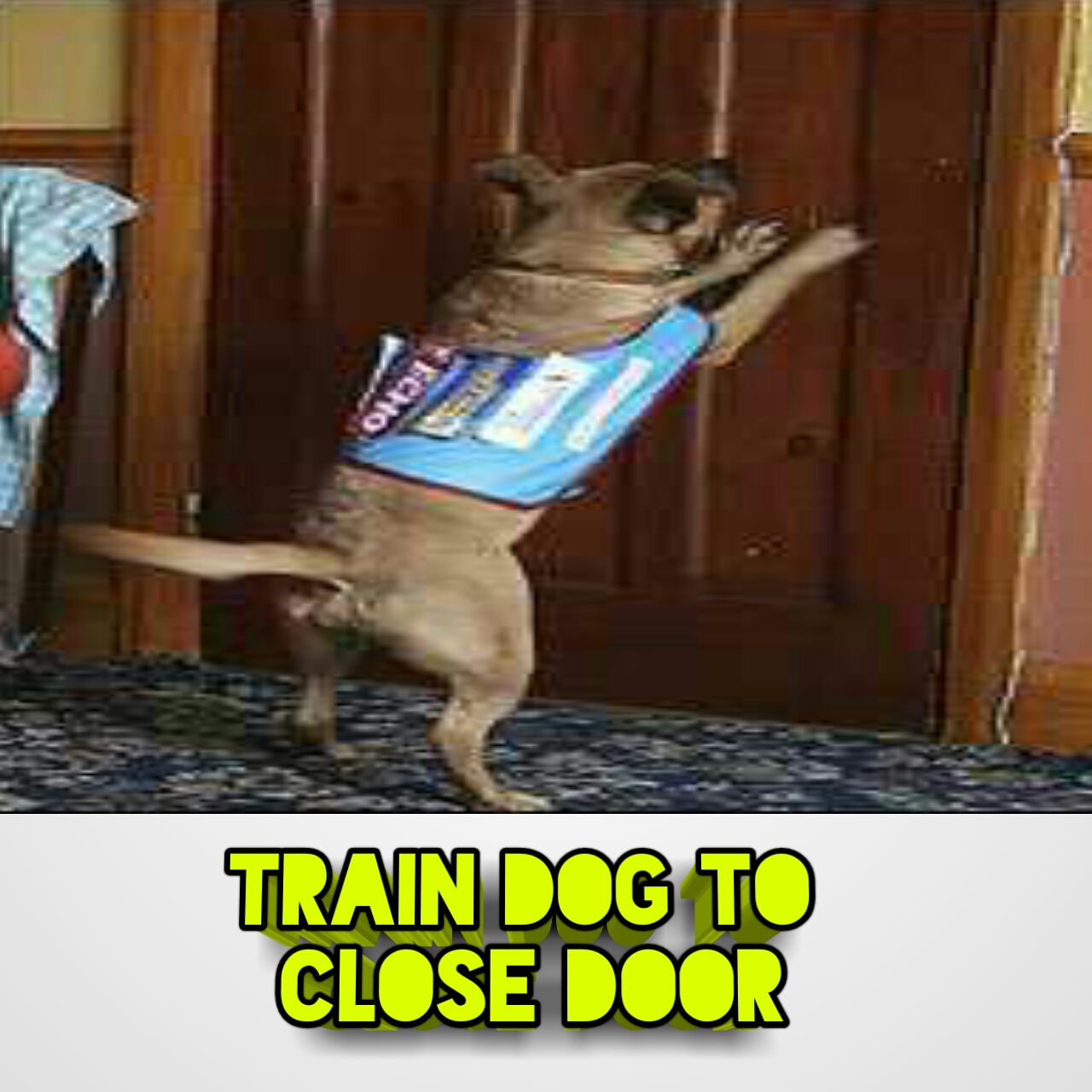 The pets care Train your dog to close your door