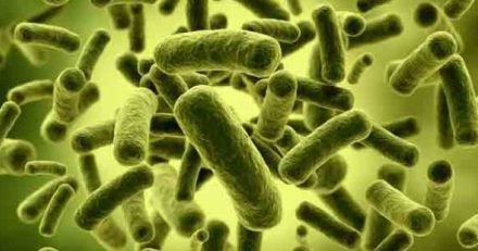 Bakteri yang Menguntungkan dan Merugikan