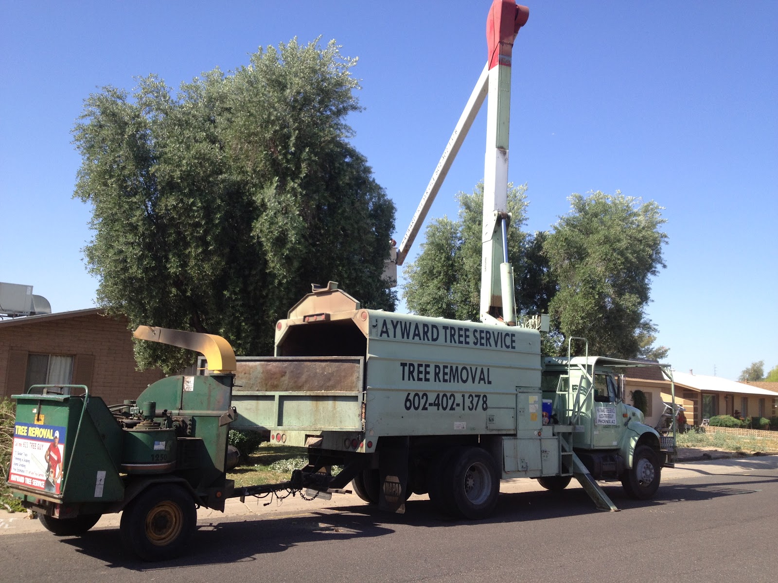 Tree Removal 623 873 3489 Tree Stump Grinding Removal Surprise AZ Arizona