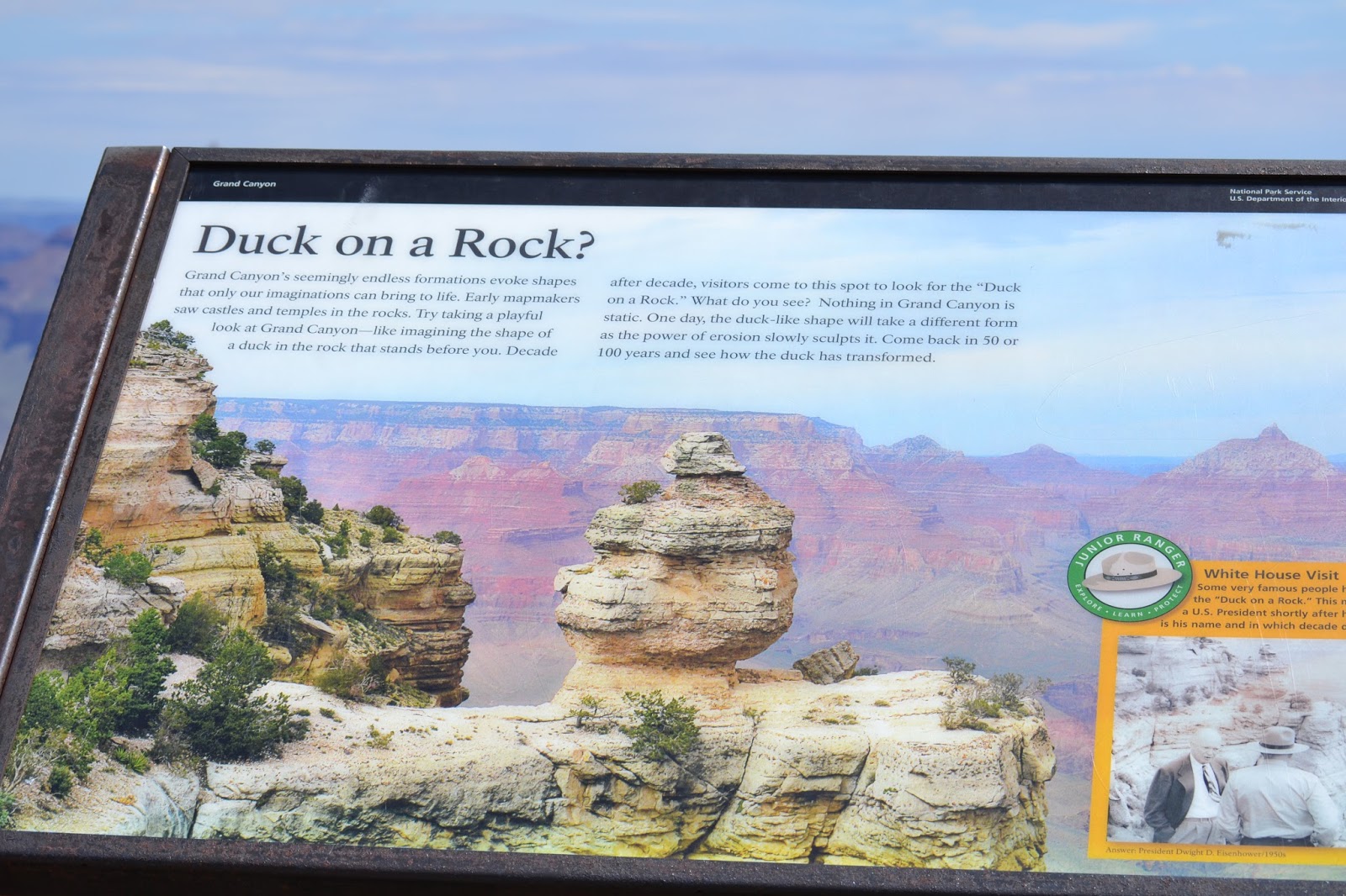 Travels and Wandering Duck on a Rock GrandCanyon