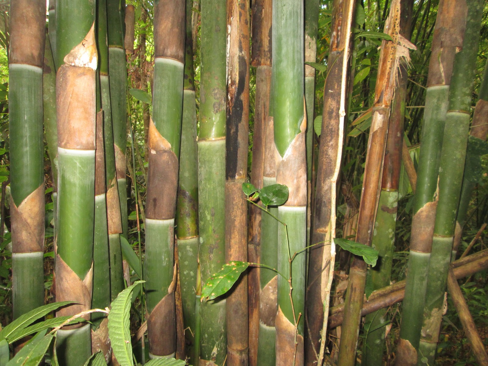  Jenis  Jenis  Bambu  Catatan Rimbawan
