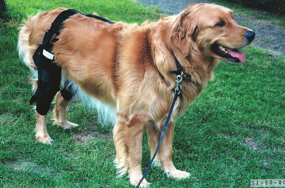 Performance Horse Cold Laser Therapy